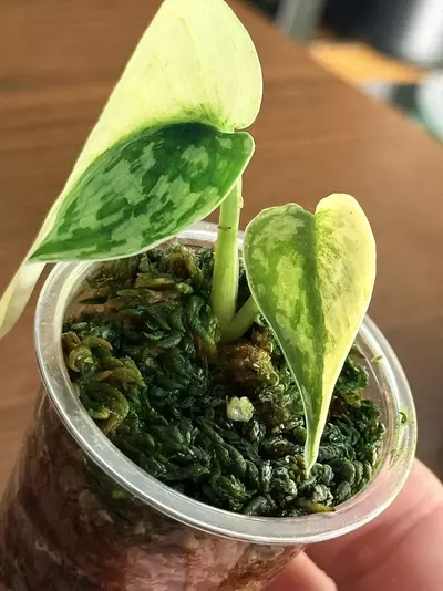 plant/Scindapsus Mayari— High Variegation-2-thumbnail