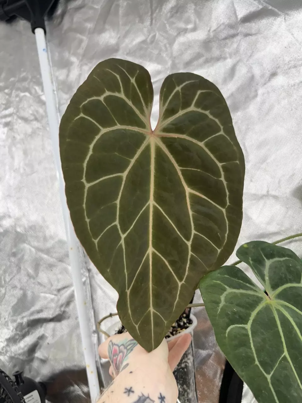 plant/BVIT x Zara/Michelle-0