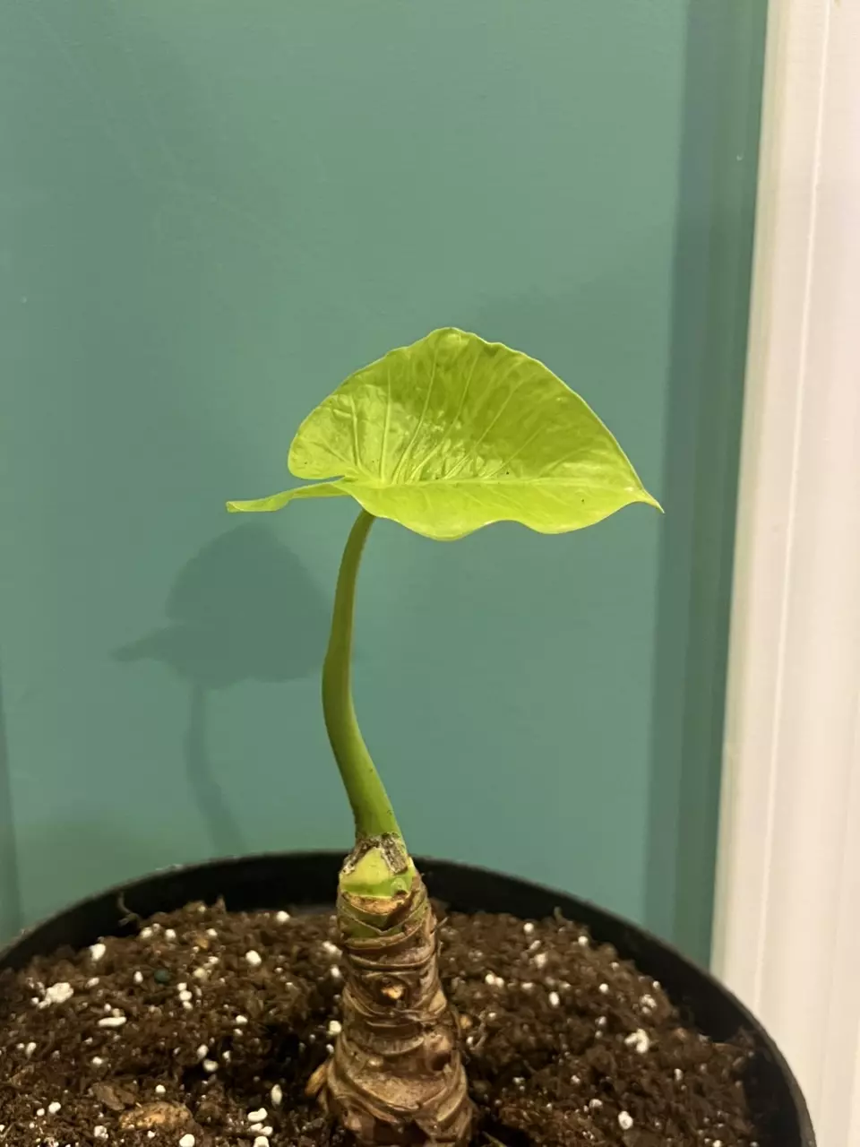 plant/Alocasia Odora California-0