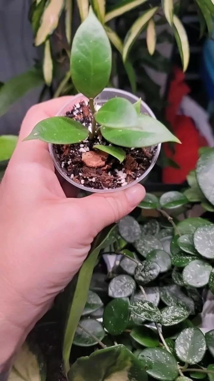 plant/🪴FREEBIE ADD-ON FOR FIRST TIME BUYERS ONLY🪴-0