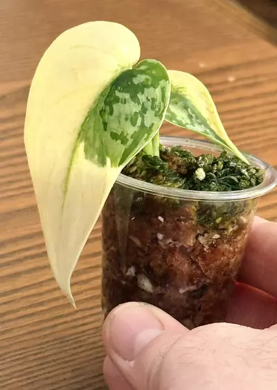 plant/Scindapsus Mayari— High Variegation-1-thumbnail