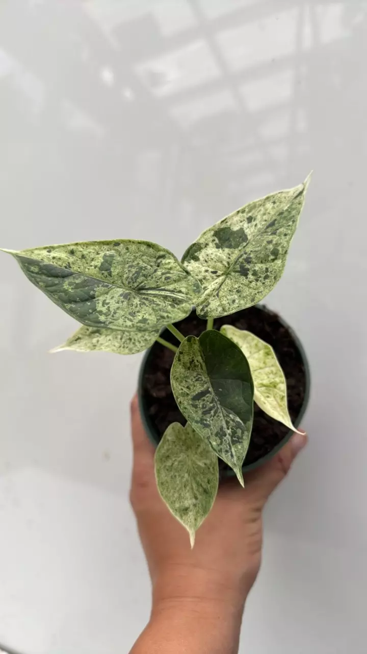 plant/130 Alocasia Dragon Scale Mint-0