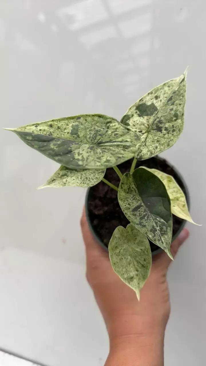 plant/130 Alocasia Dragon Scale Mint-1