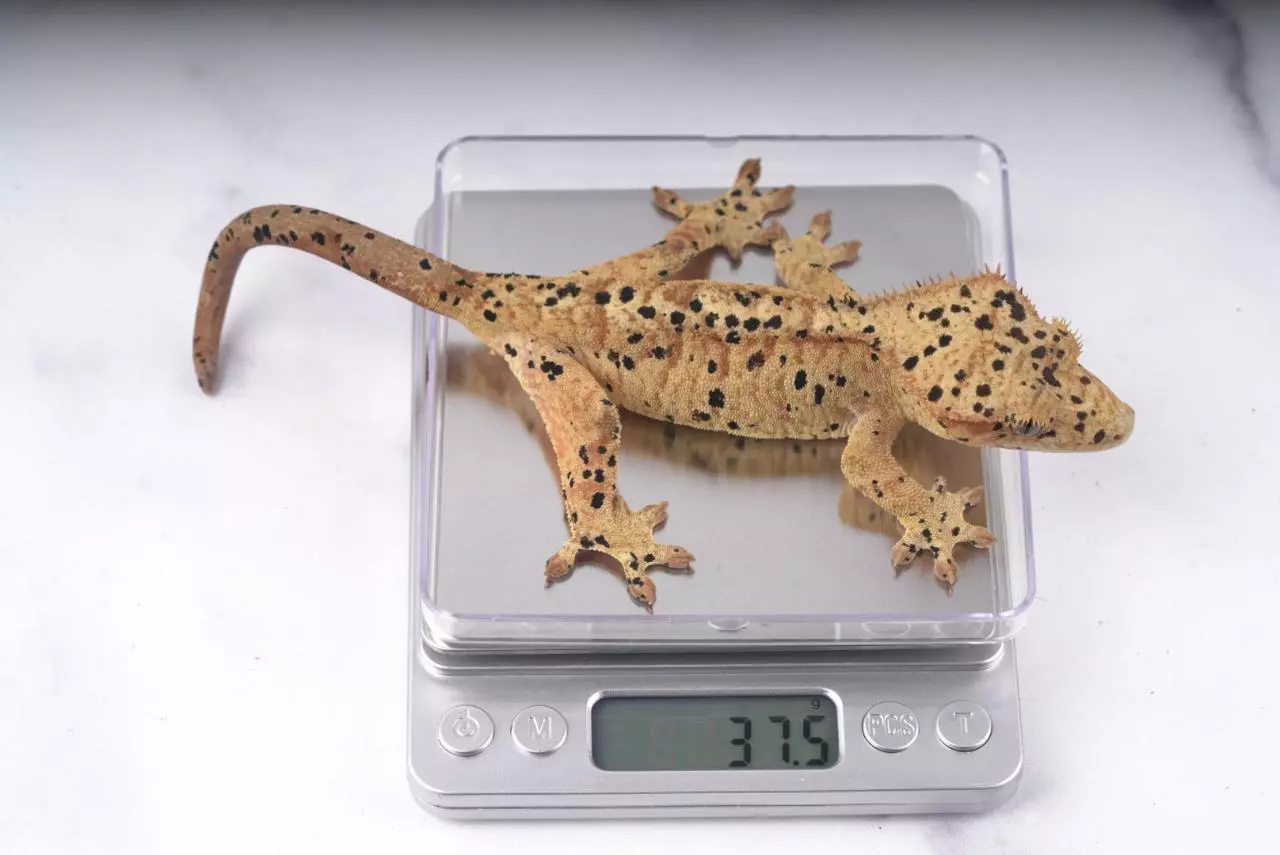 plant/Precision Gecko Scale-0