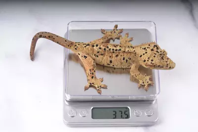 plant/Precision Gecko Scale-0-thumbnail