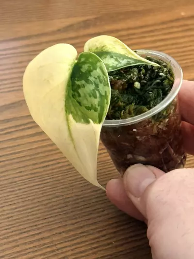 plant/Scindapsus Mayari— High Variegation-0-thumbnail