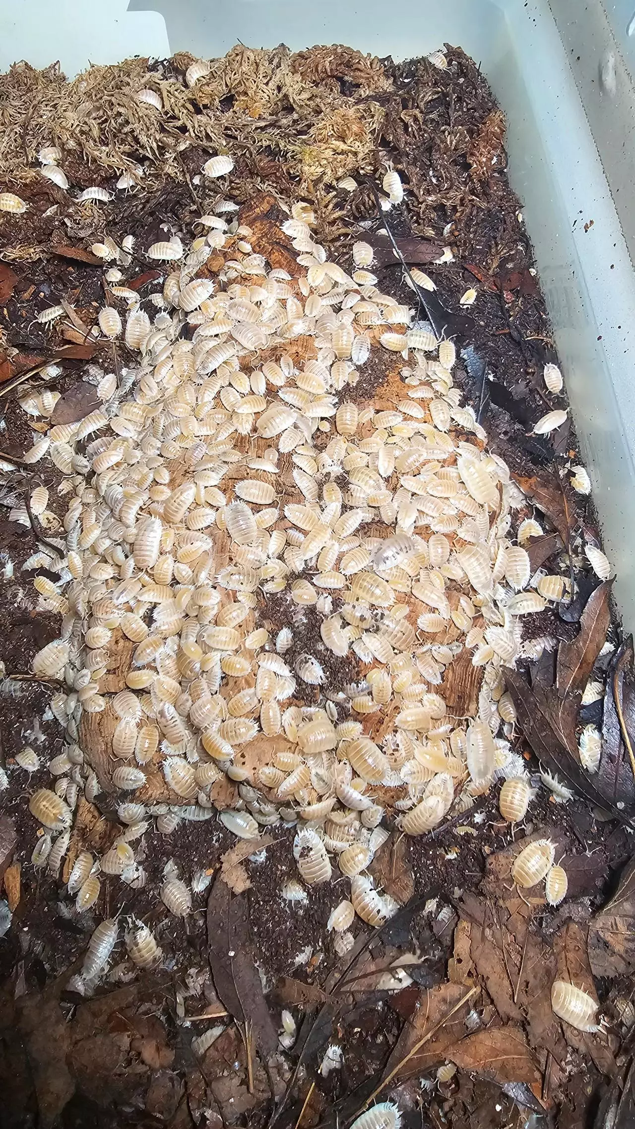 plant/Laevis "White" 10ct-0