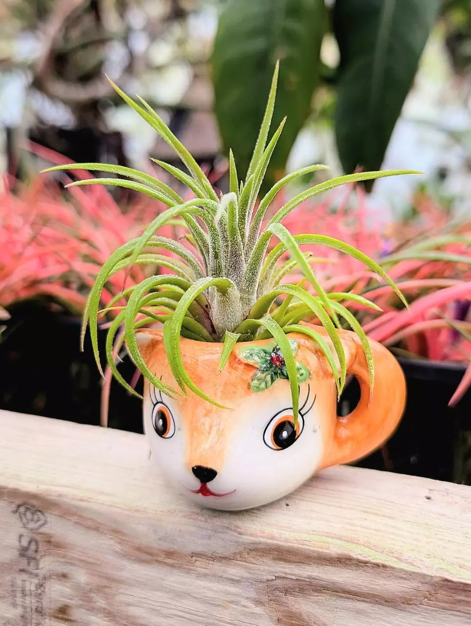 plant/Christmas Gift - Mini Reindeer Teacup with Ionantha-0