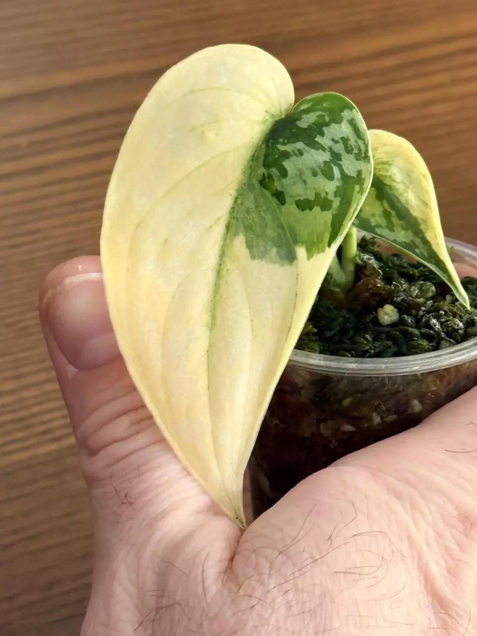 plant/Scindapsus Mayari— High Variegation-5