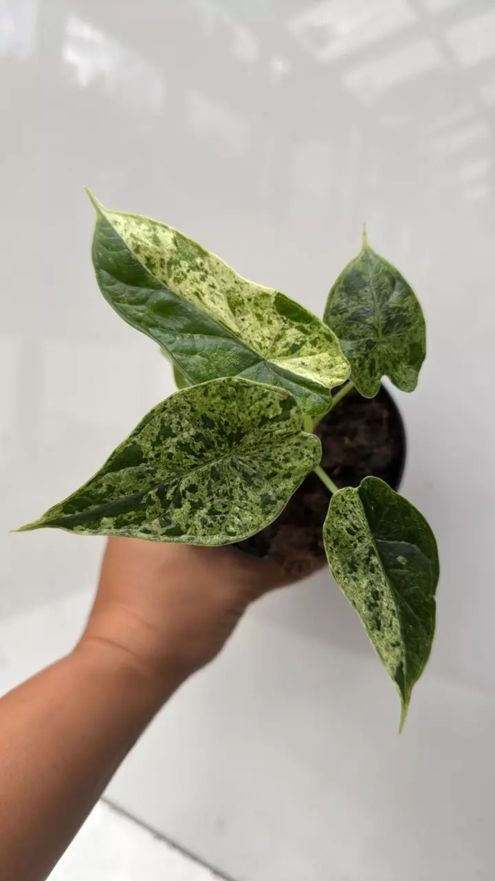 plant/131 Alocasia Dragon Scale Mint-0