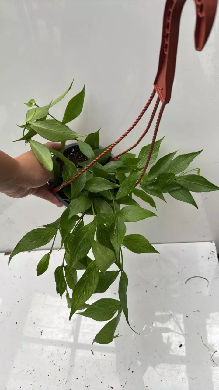 plant/134 Hoya Polyneura-0