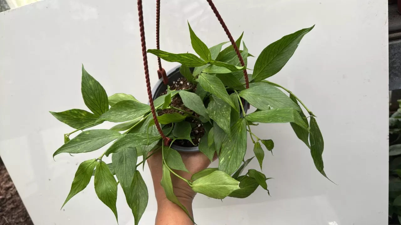 plant/132 Hoya Polyneura-0