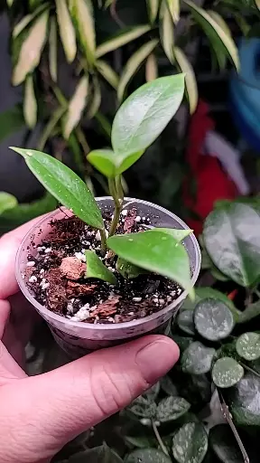 plant/🪴FREEBIE ADD-ON FOR FIRST TIME BUYERS ONLY🪴-1