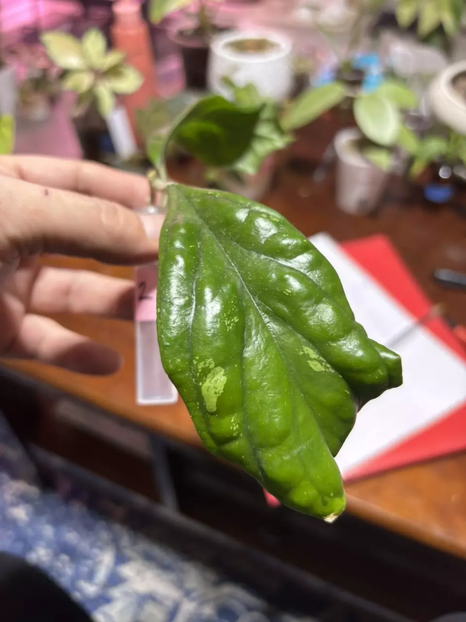 plant/#212 Hoya Viola-0