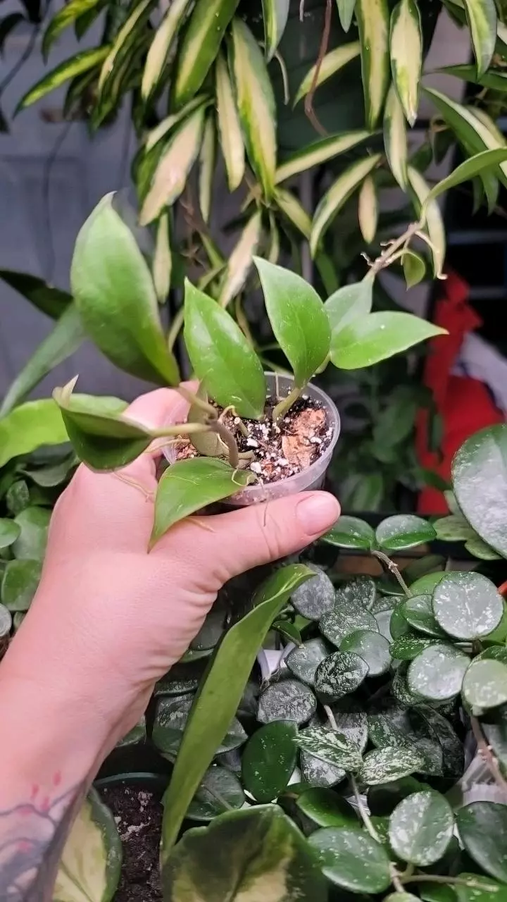 plant/Hoya Sunrise-0