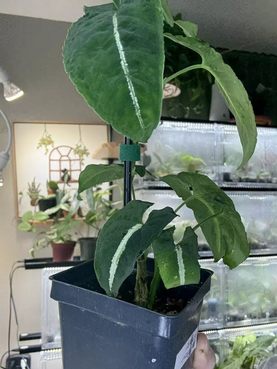 plant/Wendlandii syngonium-0