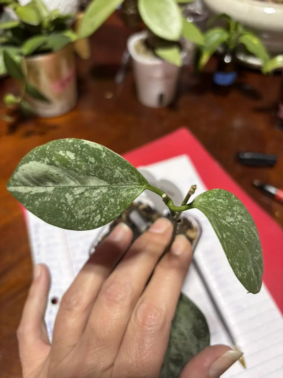 plant/#214 Hoya Coriacea Silver-0