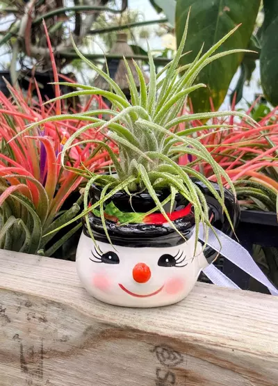 plant/Christmas Gift - Mini Snowman Teacup with Ionantha-0-thumbnail
