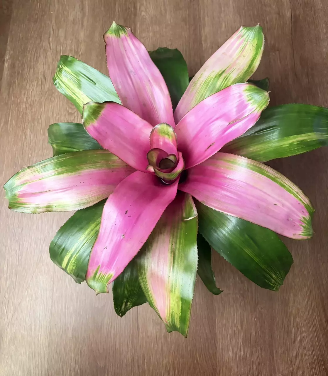 plant/Neoregalia “Donna”-0