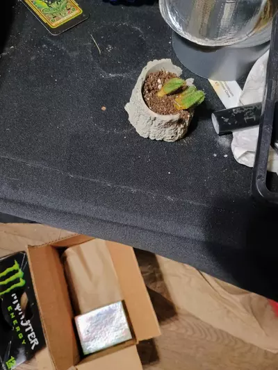plant/Tree stump pot-0-thumbnail