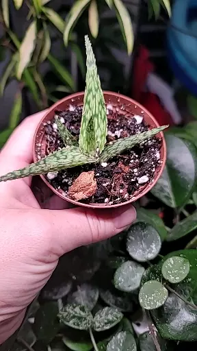 plant/🪴FREEBIE ADD-ON ONLY FOR FIRST TIME BUYERS🪴-1