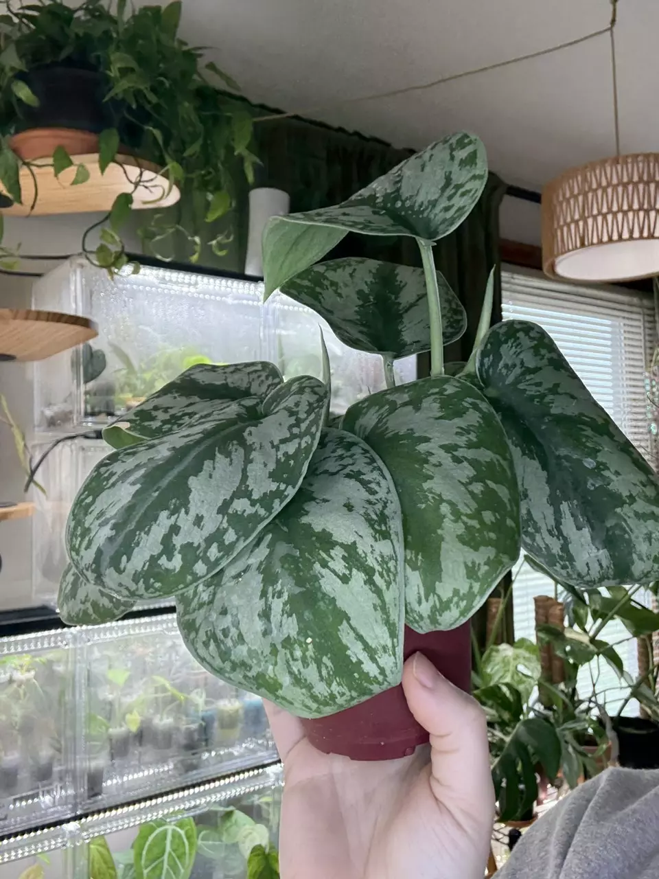 plant/Scindapsus Exotica-1