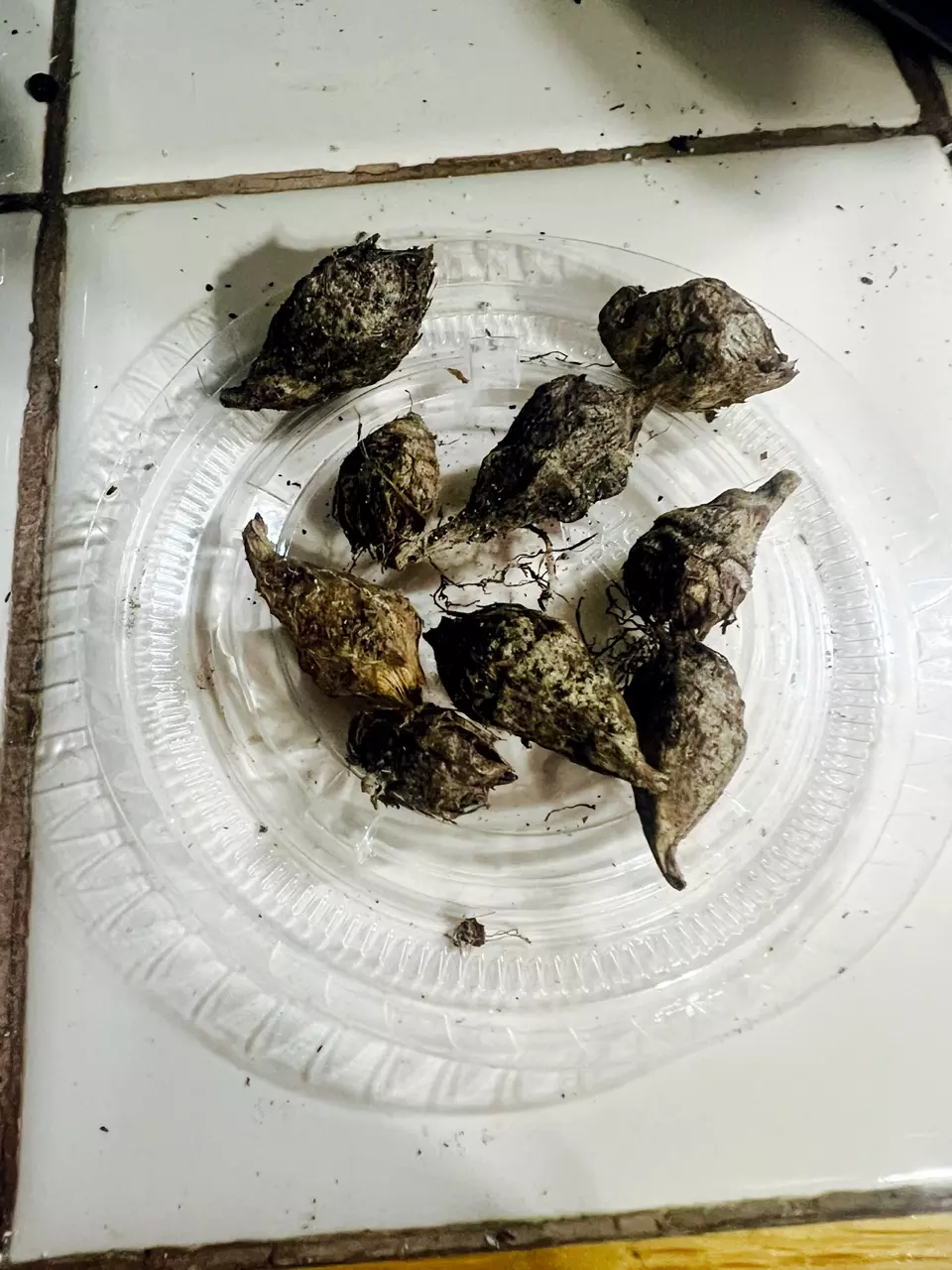 plant/Alocasia Ordora California Corms(2ct)-0