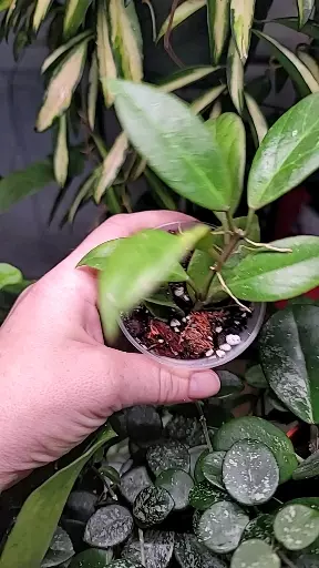 plant/Hoya Sunrise-1