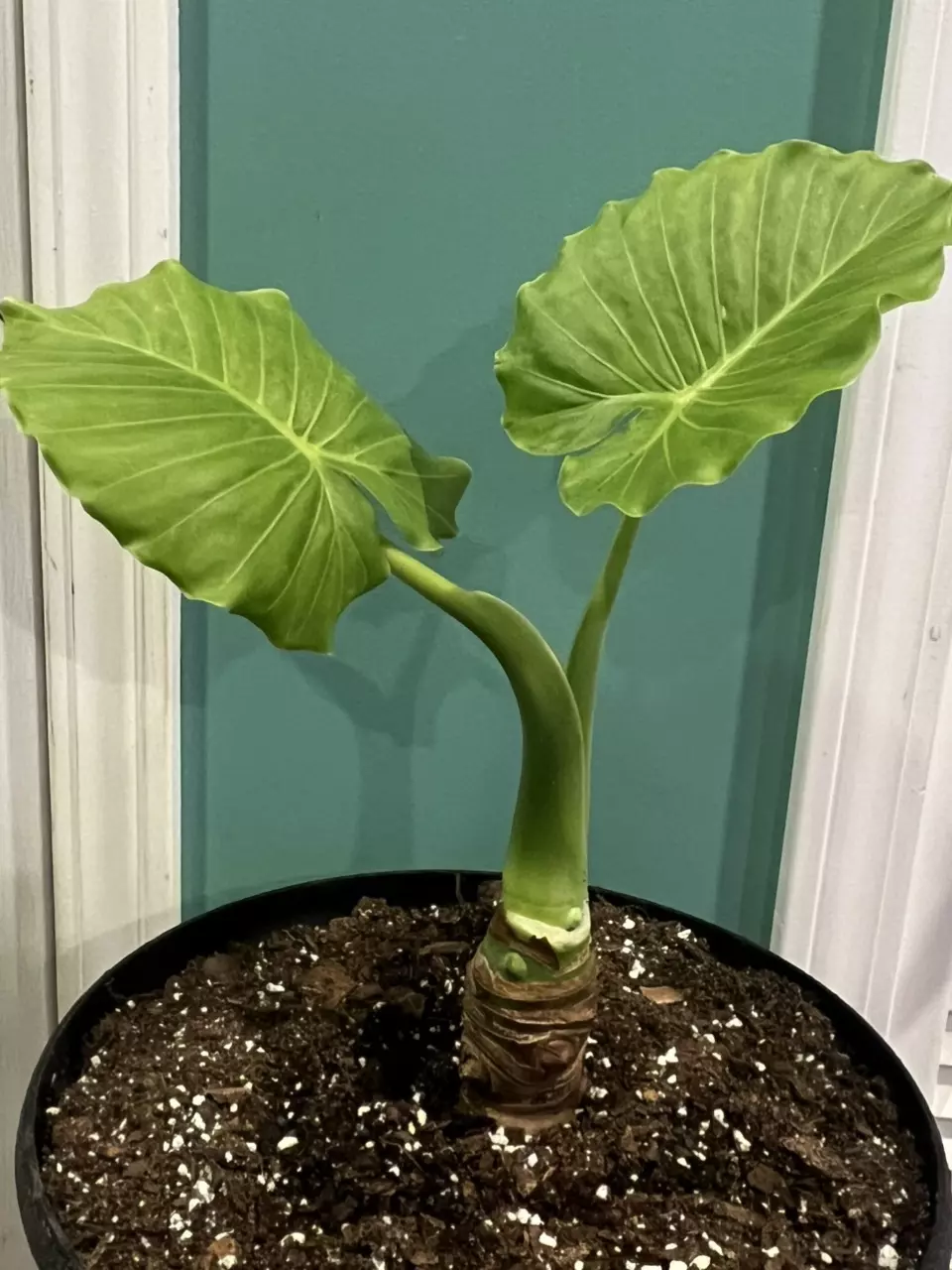 plant/Alocasia Ordora California Corms(2ct)-1