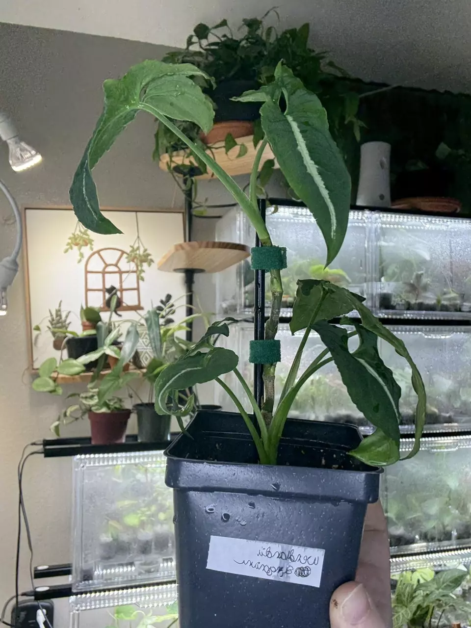 plant/Wendlandii syngonium-1