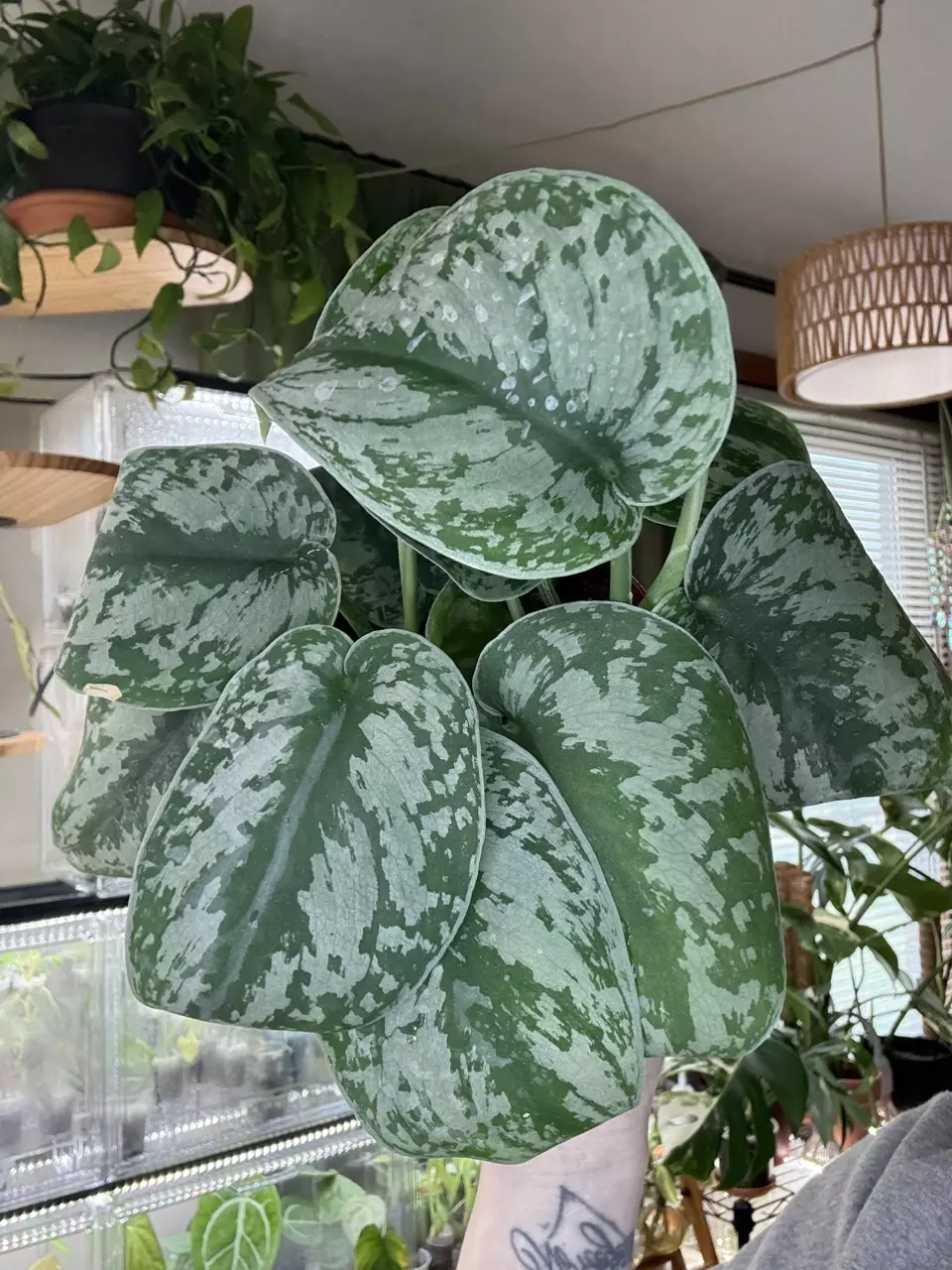 plant/Scindapsus Exotica-0