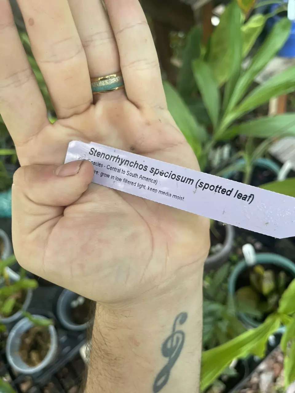 plant/Stenorrhynchos speciosum (spotted leaf)-2