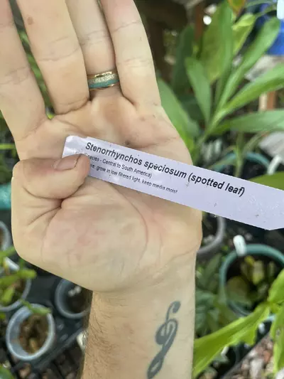plant/Stenorrhynchos speciosum (spotted leaf)-2-thumbnail