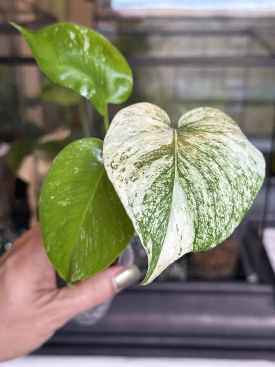 plant/🌿MONSTERA SILVER STAR-0