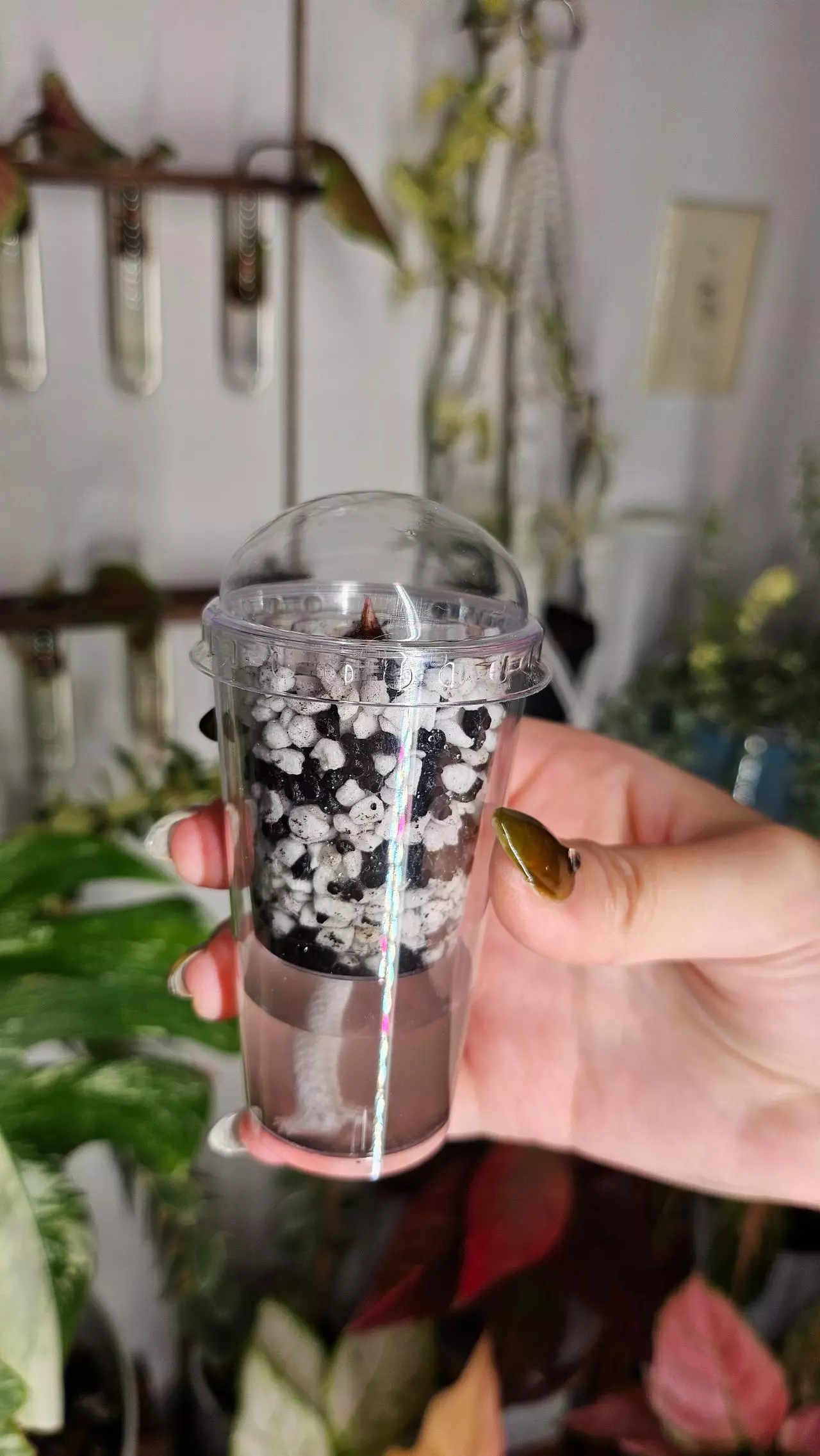 plant/1 self watering corm cup-2