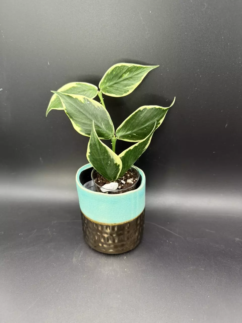 plant/Hoya Polyneura Albo-0