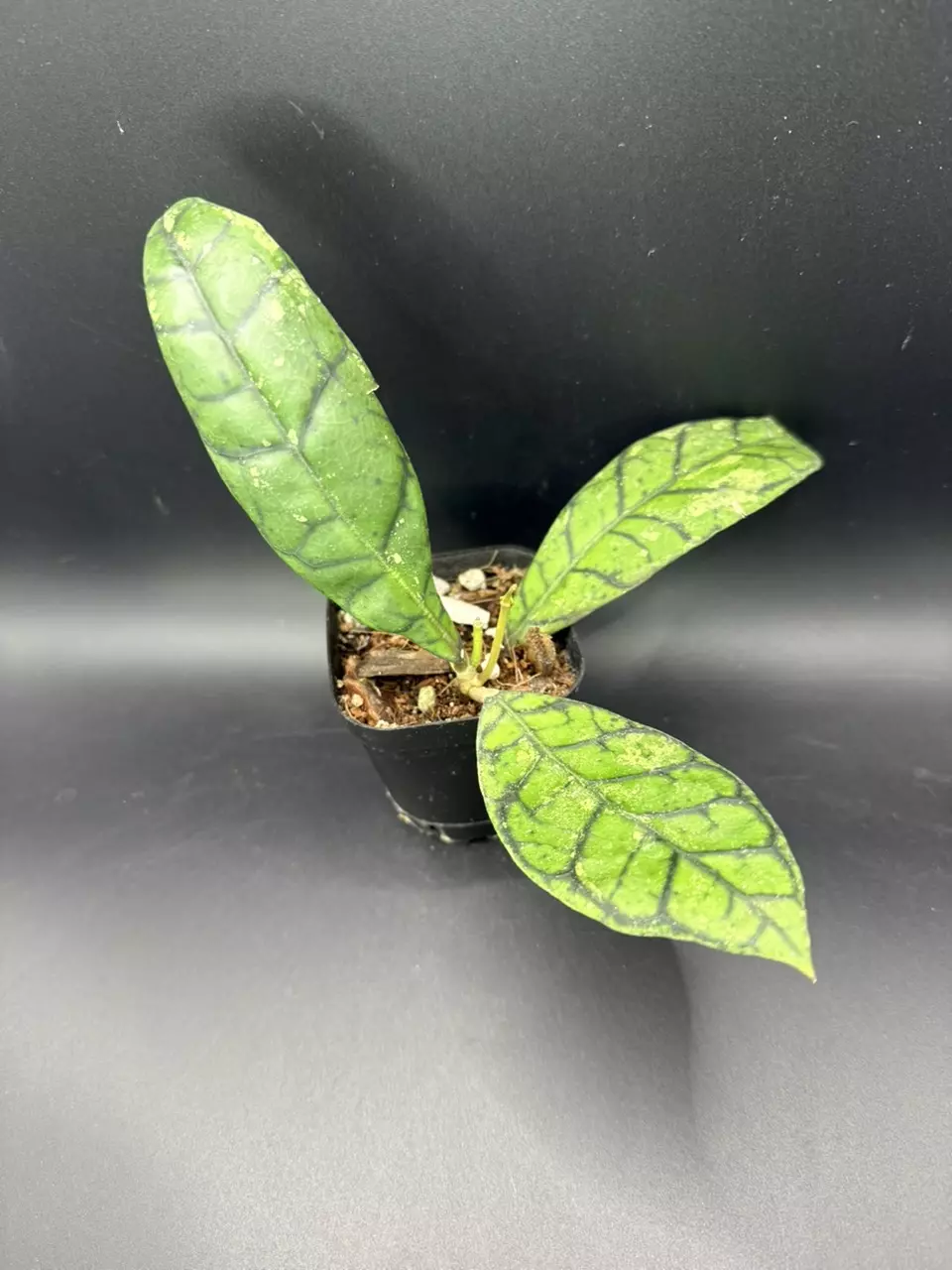 plant/Hoya Black Cat #307-2