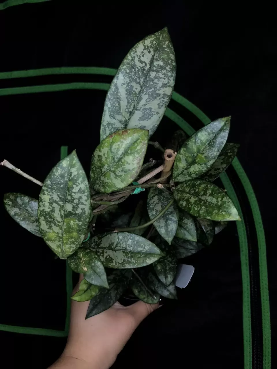 plant/GC Hoya Crassipetiolata ‘Super Splash’-1