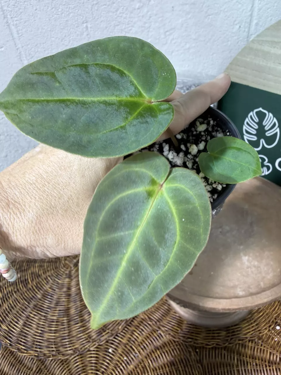 plant/A. Mag Verde x Rainbow Bess-0
