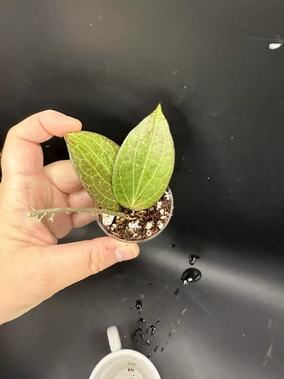 plant/Hoya fka Hellwigiana #437-1