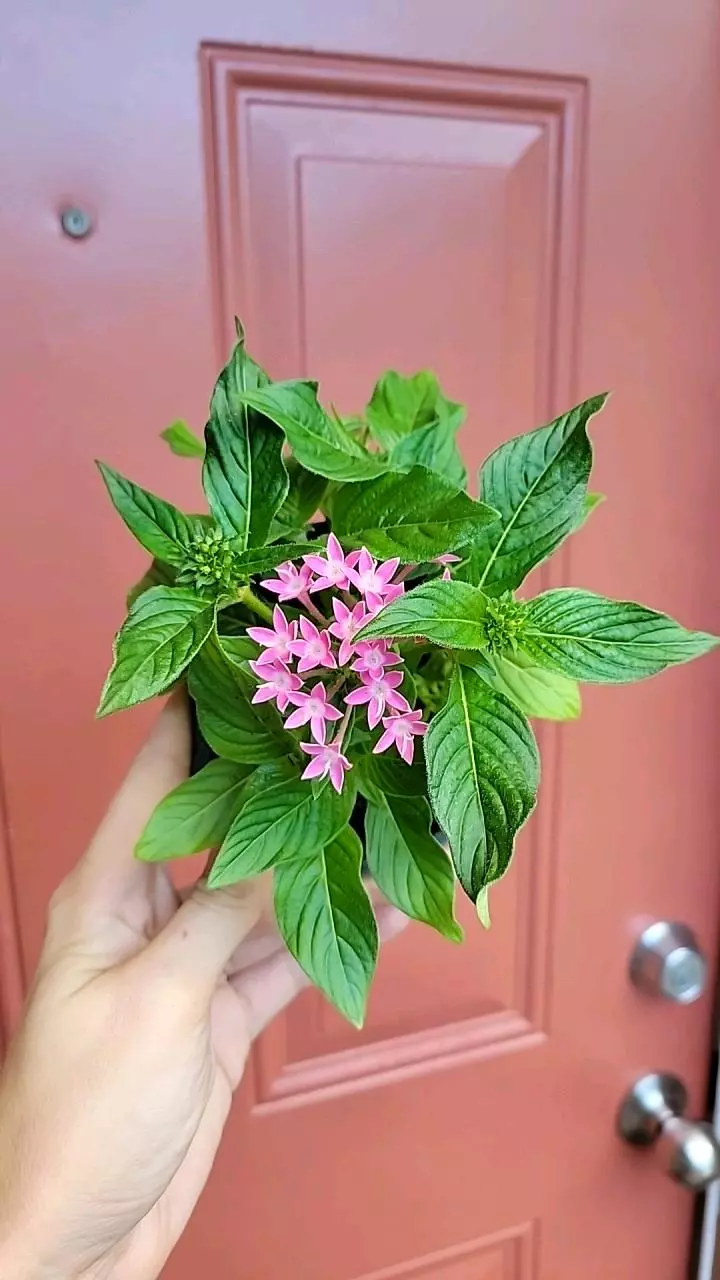plant/Pink Pentas Ianceolata "Egyptian Starflower" 3" exact pot-0