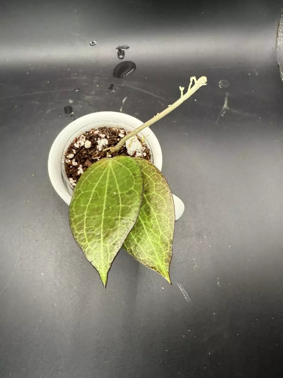 plant/Hoya fka Hellwigiana #437-0