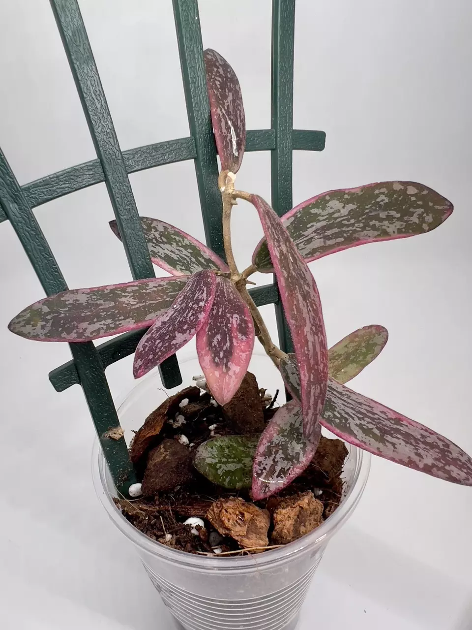 plant/Hoya Sigillatis Outer Variegation-0