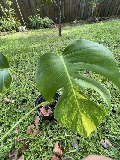 plant/Monstera aurea SF-2-thumbnail