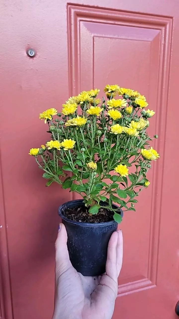 plant/Yellow Chrysanthemum Morifolium "Garden Mum" 3" pot exact plant-1