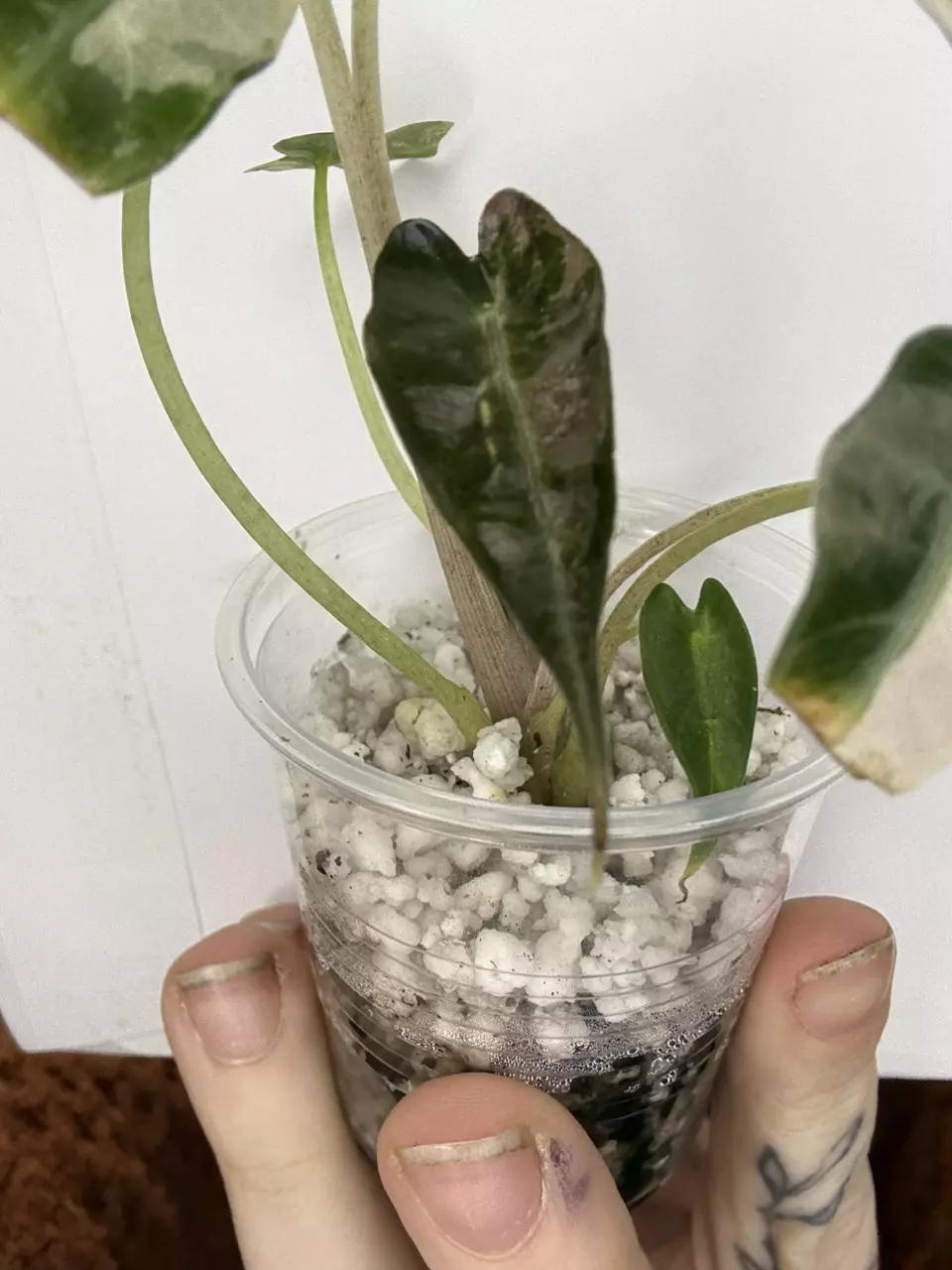 plant/Pink Bambino Alocasia-1