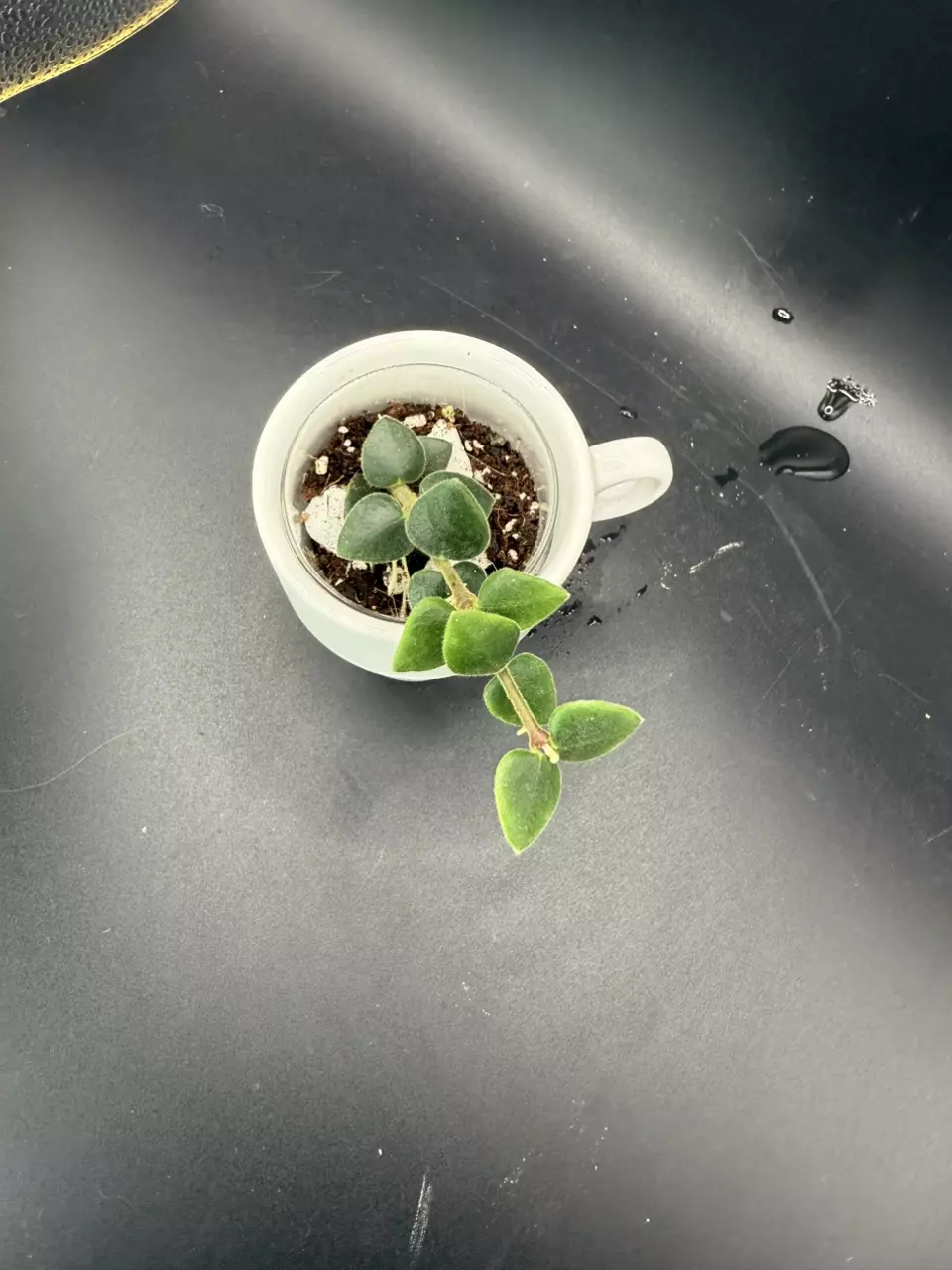 plant/Hoya Chinghungensis #436-1