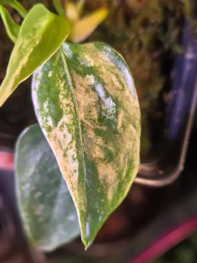 plant/Rare Variegated Anthurium Subsignatum, B-4-thumbnail
