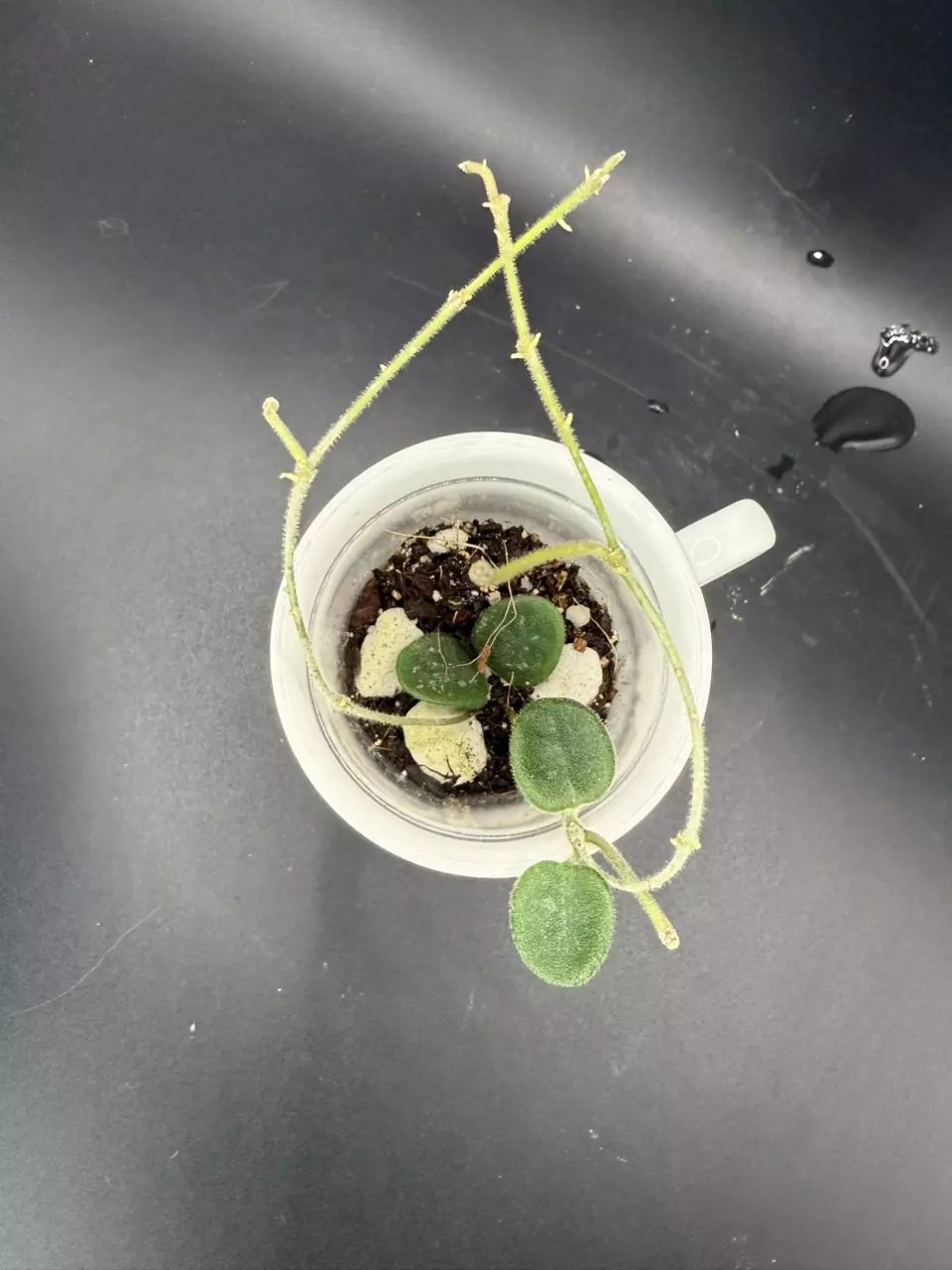 plant/Hoya Serpens w/ peduncles #435-0