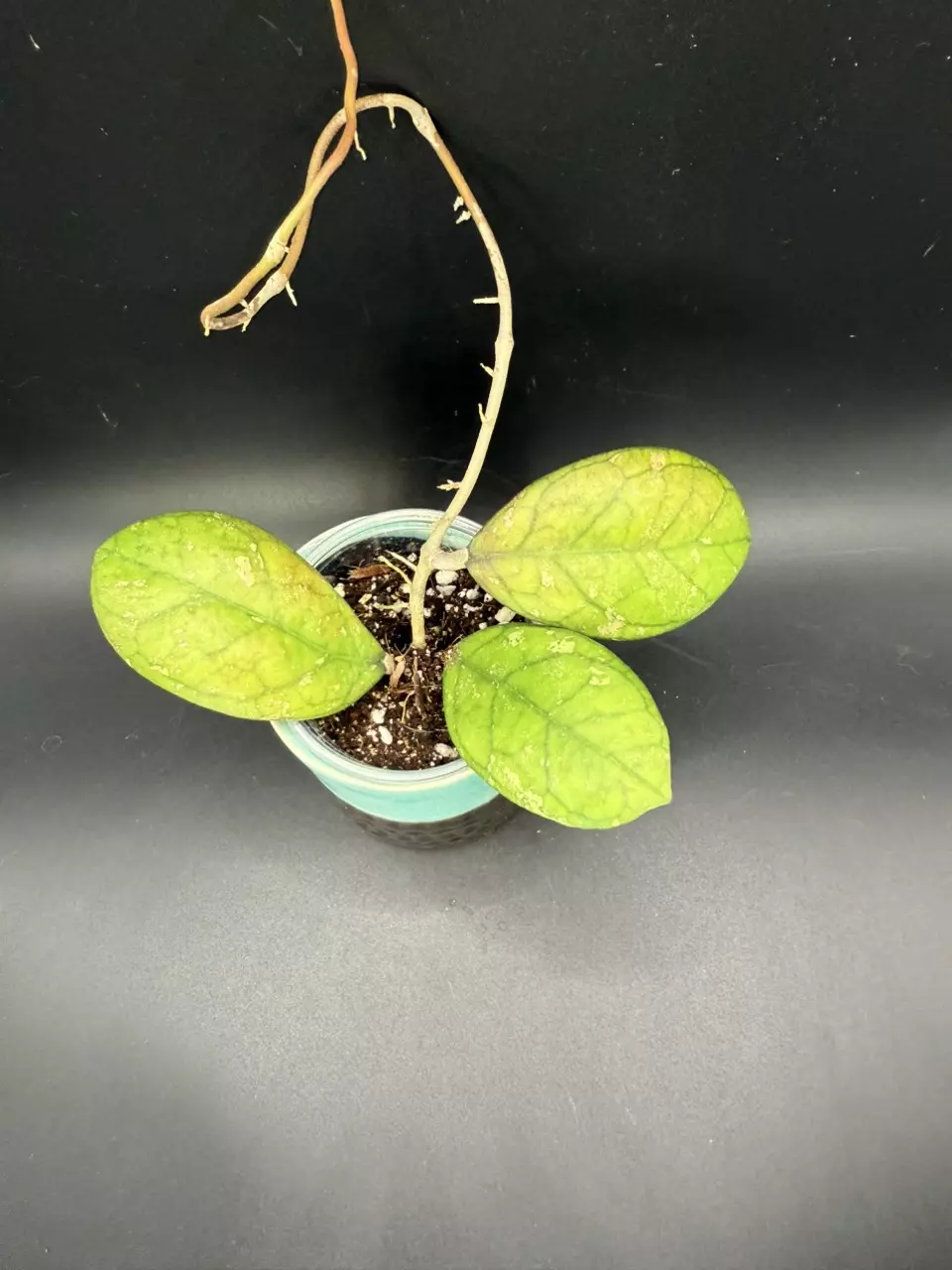 plant/Hoya Larissa #429-1